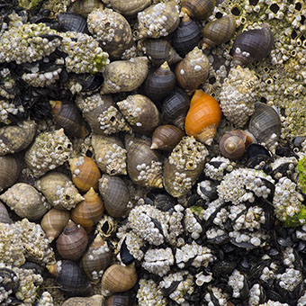 Photograph of shells on beach by Jon Wilhelm